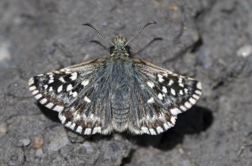 Pyrgus sp.